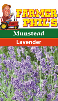 Farmer Phil's Munstead Lavender
