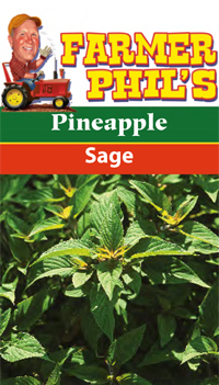 Farmer Phil's Pineapple Sage