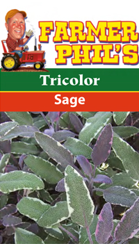Tricolor Sage