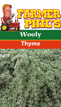 Farmer Phil's Wooly Thyme