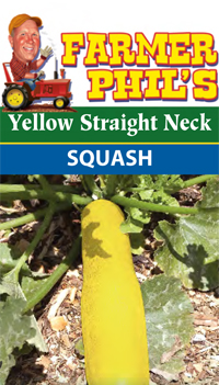 Yellow Straight Neck Squash